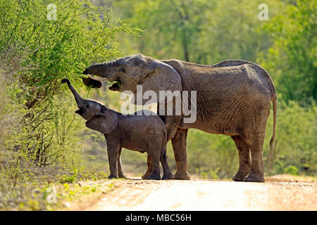 L'éléphant africain (Loxodonta africana), l'éléphant vache avec les jeunes de l'alimentation des animaux sur bush, nourriture, Parc National Kruger Banque D'Images