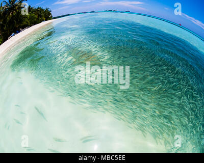 Essaim de poissons avec des sardines et de la chasse au requin requin (Carcharhinus melanopterus) dans les eaux peu profondes près de la rive, fisheye Banque D'Images