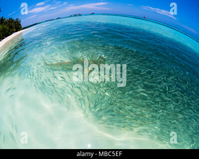 Essaim de poissons avec des sardines et de la chasse au requin requin (Carcharhinus melanopterus) dans les eaux peu profondes près de la rive, fisheye Banque D'Images