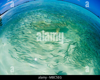 Essaim de poissons avec des sardines et de la chasse au requin requin (Carcharhinus melanopterus) dans les eaux peu profondes près de la rive, fisheye Banque D'Images