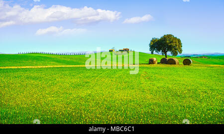 La toscane, rural de printemps. Arbre, rouleaux de foin vert et renouvellement. L'Italie. L'Europe. Banque D'Images