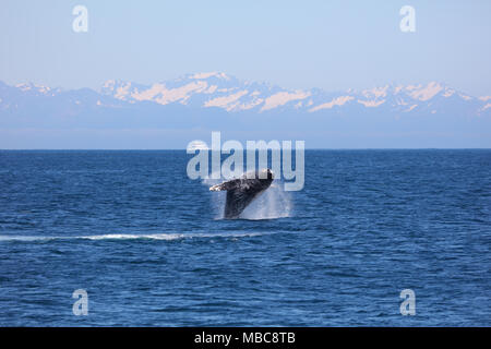 Humpback Whale breaching sautant hors de l'océan Pacifique à Kenai Fjords National Park, Alaska Banque D'Images