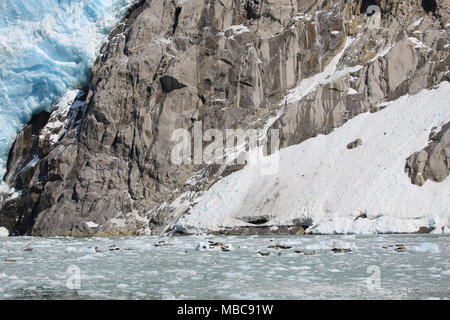 Les phoques communs et des glaciers dans la région de Bay, dans le parc national du Fjord Kenai, Alaska Banque D'Images