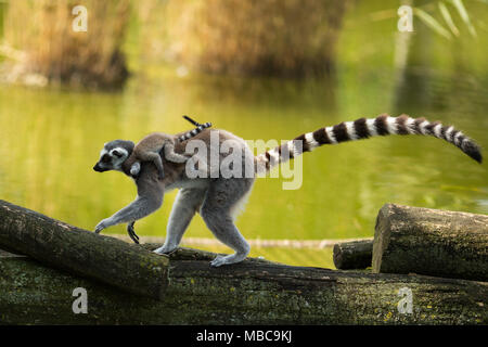 Une mère ring-tailed lemur Lemur (cuite) porte son bébé sur son dos. Banque D'Images