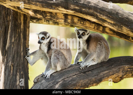 Une paire de lémuriens ring-tailed Lemur (cuite) reste dans l'ombre d'un grand arbre branche. Banque D'Images