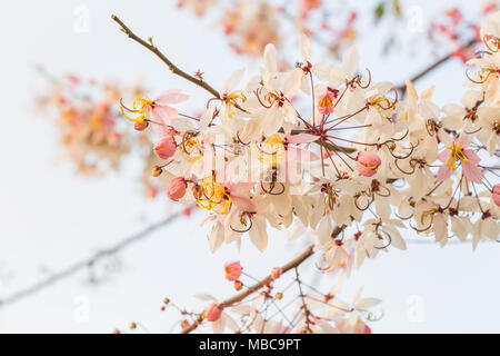 Beaucoup Cassia bakeriana Craib flower Banque D'Images