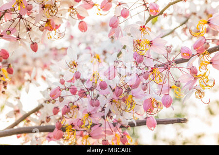 Beaucoup Cassia bakeriana Craib flower Banque D'Images