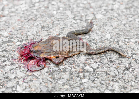 Grenouille morte isoler on background close up Banque D'Images