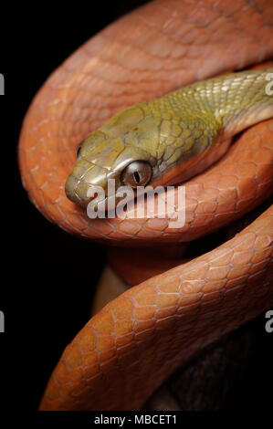 Chat à tête noire serpent Boiga nigriceps Banque D'Images
