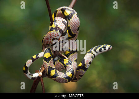 Couleuvre obscure Mandarin Euprepiophis mandarina Banque D'Images