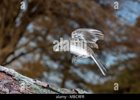 Dary le junco ardoisé (Junco hyemalis) saut, Ames, Iowa, USA Banque D'Images