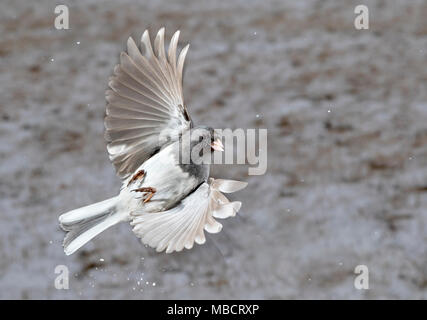 Le Junco ardoisé (Junco hyemalis) volant sous les chutes de neige, Ames, Iowa, USA Banque D'Images