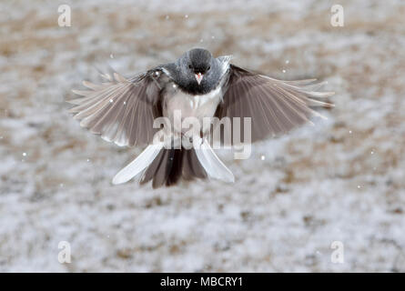Le Junco ardoisé (Junco hyemalis) volant sous les chutes de neige, Ames, Iowa, USA Banque D'Images