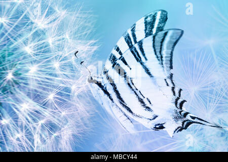 Graines de pissenlit et de soufflage libre papillon sur fond bleu clair. Modèle de carte de vœux. Tons doux. Copier l'espace. Printemps nature. Banque D'Images