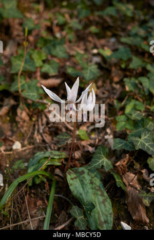 Erythronium dens-canis Banque D'Images