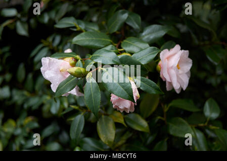 Camellia japonica avec des fleurs roses Banque D'Images