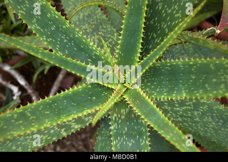 Aloe longibracteata close up Banque D'Images