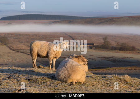 Mur d'Hadrien en hiver - moutons sur Cawfield escarpés avec de faible altitude, au-delà de la brume visible au nord de the crags Banque D'Images