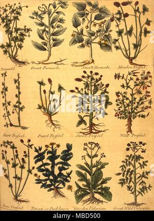 Page d'herbes et de plantes à partir de l'édition 1805 du médecin anglais Culpepers et complète Herbal Banque D'Images