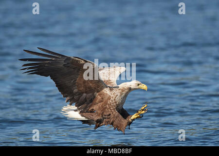 Pygargue à queue blanche (Haliaeetus albicilla), battant sur le Loch Na chasse Keal pour pêcher sur l'île de Mull, en Ecosse. Banque D'Images