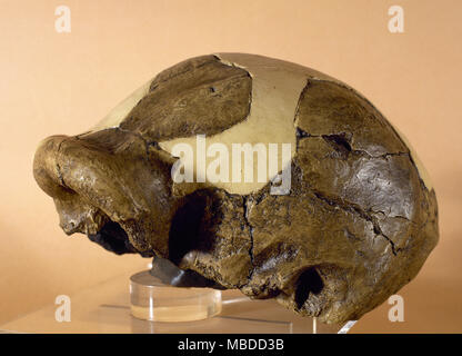 Paléolithique. Paranthropus boisei. Les espèces d'hominidés disparus à partir de l'Afrique de l'Est. Reproduction d'un crâne OH5. Site d'Olduvai (Tanzanie). Musée d'Archéologie de Catalogne, Barcelone, Espagne. Banque D'Images