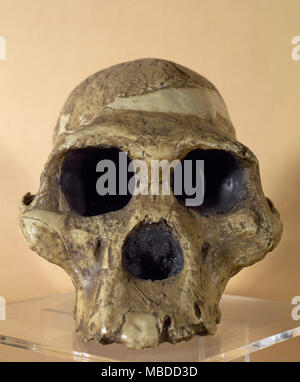 Mme ples. Reproduction d'un crâne d'un Australophitecus africanus (2,15 millions d'années). Trouvé dans de Sterkfontein, Afrique du Sud. Musée Archéologique de Catalogne, Barcelone, Espagne. Banque D'Images