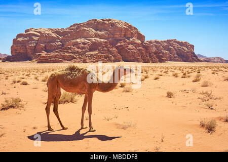 Chameau dans le désert de Wadi Rum, Jordanie Banque D'Images