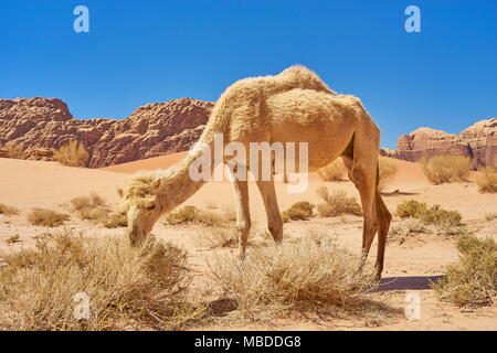 Chameau dans le désert de Wadi Rum, Jordanie Banque D'Images