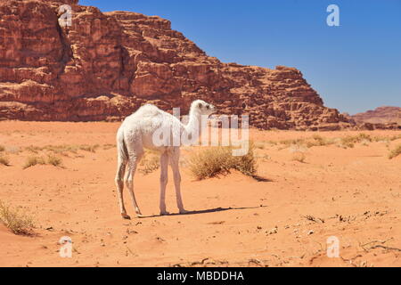 Jeune bébé chameau dans le désert de Wadi Rum, Jordanie Banque D'Images