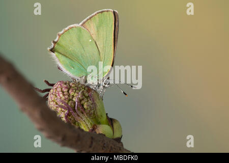 Grüner Zipfelfalter Brombeer-Zipfelfalter Brombeerzipfelfalter,,, rubi, Green Hairstreak Callophrys, La Thècle de la ronce, la Argus vert Banque D'Images