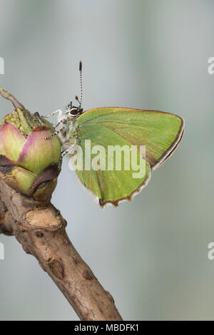 Grüner Zipfelfalter Brombeer-Zipfelfalter Brombeerzipfelfalter,,, rubi, Green Hairstreak Callophrys, La Thècle de la ronce, la Argus vert Banque D'Images