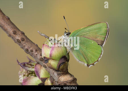 Grüner Zipfelfalter Brombeer-Zipfelfalter Brombeerzipfelfalter,,, rubi, Green Hairstreak Callophrys, La Thècle de la ronce, la Argus vert Banque D'Images