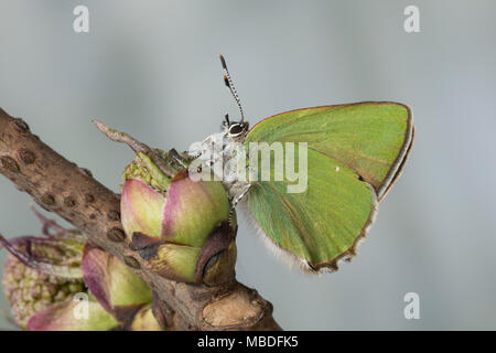 Grüner Zipfelfalter Brombeer-Zipfelfalter Brombeerzipfelfalter,,, rubi, Green Hairstreak Callophrys, La Thècle de la ronce, la Argus vert Banque D'Images