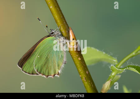 Grüner Zipfelfalter Brombeer-Zipfelfalter Brombeerzipfelfalter,,, rubi, Green Hairstreak Callophrys, La Thècle de la ronce, la Argus vert Banque D'Images