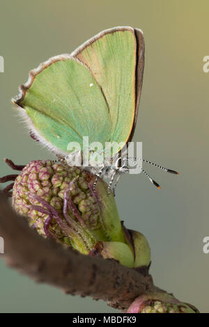 Grüner Zipfelfalter Brombeer-Zipfelfalter Brombeerzipfelfalter,,, rubi, Green Hairstreak Callophrys, La Thècle de la ronce, la Argus vert Banque D'Images