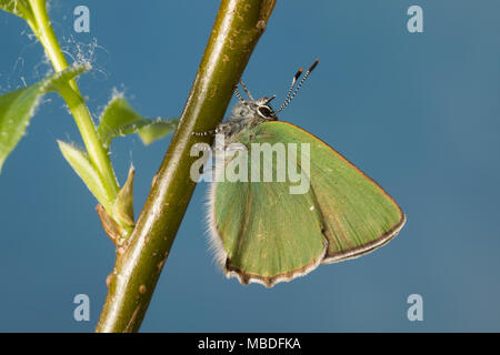 Grüner Zipfelfalter Brombeer-Zipfelfalter Brombeerzipfelfalter,,, rubi, Green Hairstreak Callophrys, La Thècle de la ronce, la Argus vert Banque D'Images