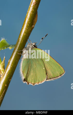 Grüner Zipfelfalter Brombeer-Zipfelfalter Brombeerzipfelfalter,,, rubi, Green Hairstreak Callophrys, La Thècle de la ronce, la Argus vert Banque D'Images