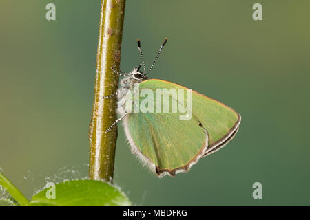 Grüner Zipfelfalter Brombeer-Zipfelfalter Brombeerzipfelfalter,,, rubi, Green Hairstreak Callophrys, La Thècle de la ronce, la Argus vert Banque D'Images