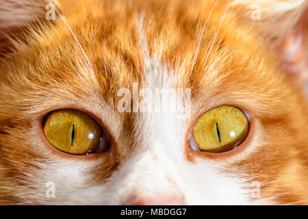 Un magnifique chat roux avec les yeux jaune close up sur un fond de ciel bleu 2018 Banque D'Images