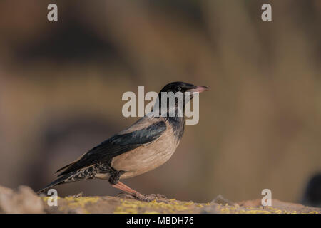 Rosy Starling (mâle). Pasteur roseus Banque D'Images