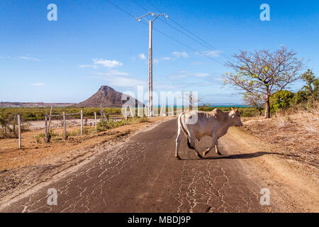 Un zébu qui traversent la route de ramena, près de Diego Suarez (Antsiranana), au nord de Madagascar Banque D'Images