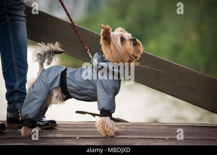 Petit chien dans des vêtements pour une marche Banque D'Images