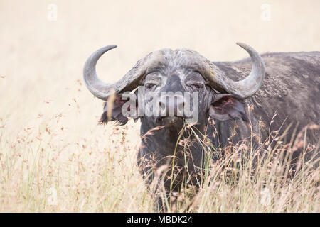 Des profils Buffle (Syncerus caffer) portrait portrait de l'herbe haute Banque D'Images