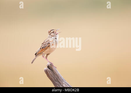 Galerida cristata Crested Lark, tout en chantant, perché sur la pointe d'une branche morte Banque D'Images