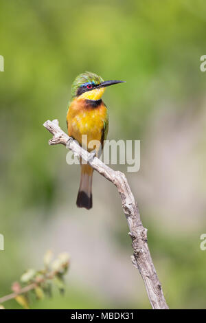 Little Bee-eater, Merops pusillus, perché sur une branche au Kenya Banque D'Images