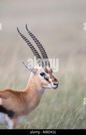 Portrait d'une Gazelle de Thomson mâle, Eudorcas thomsonii, dans le Masai Mara, Kenya Banque D'Images