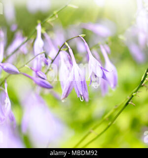 Bluebell flowers au soleil avec focus sélectif et lisse du soleil. Photo de gros plan bleu. Fond violet fleurs de printemps. Banque D'Images