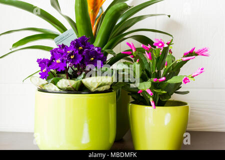 Plantes d'intérieur en pots Banque D'Images