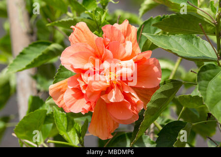 Belles fleurs hibiscus orange sur le matin tôt. Banque D'Images