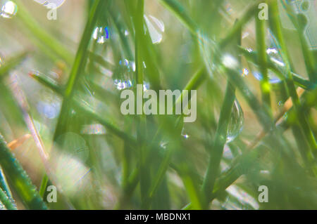 Rosée de l'herbe verte sunlighted en macrophotographie avec petite profondeur de champ Banque D'Images